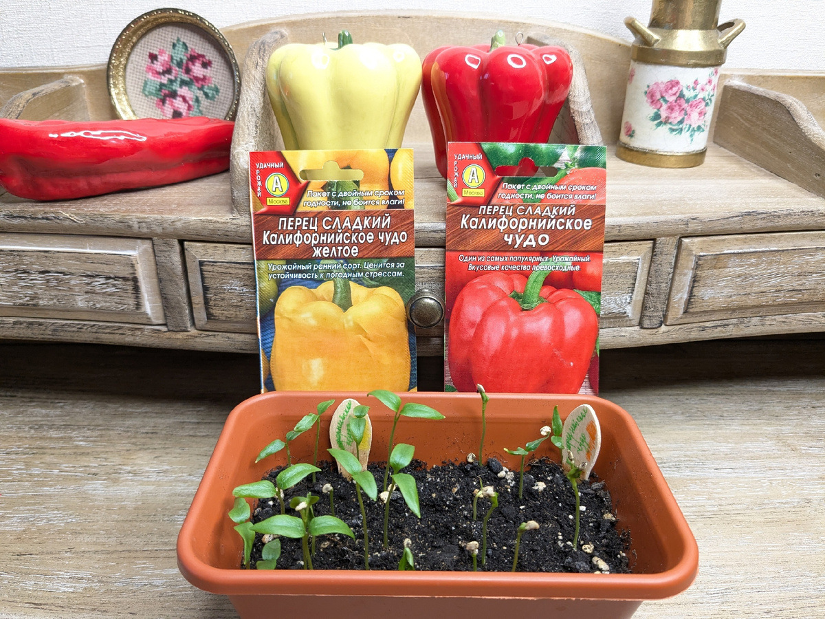 Всхожесть сладких перцев неплохая, семян было мало и взошли практически все