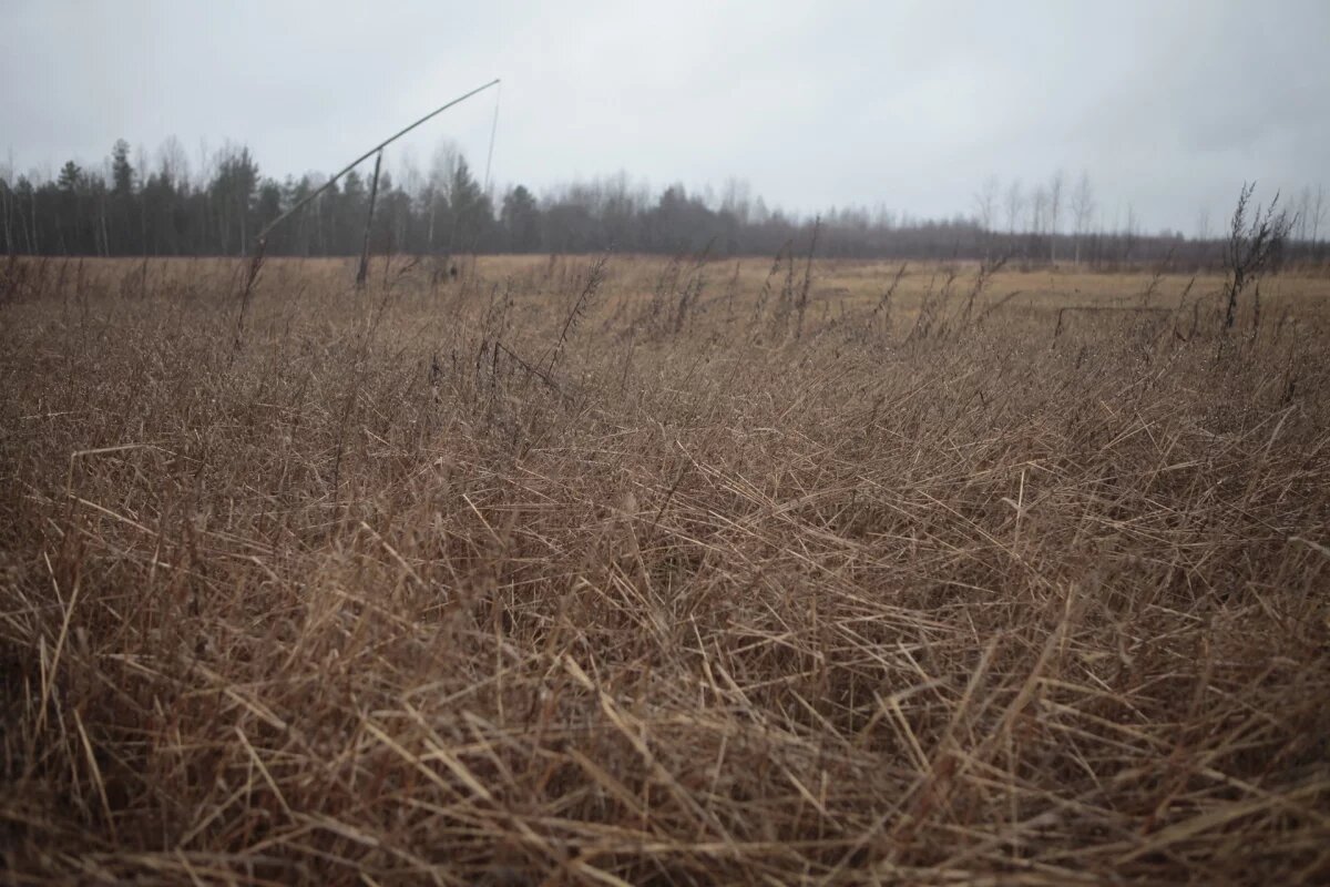    Мужчина получил условный срок за полученный обманом участок в Пскове