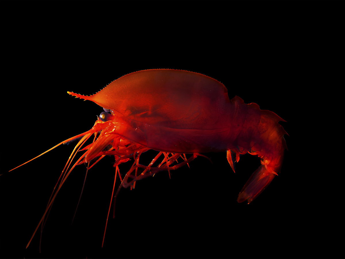 Глубоководная креветка Notostomus. Источник: Андрей Веденин