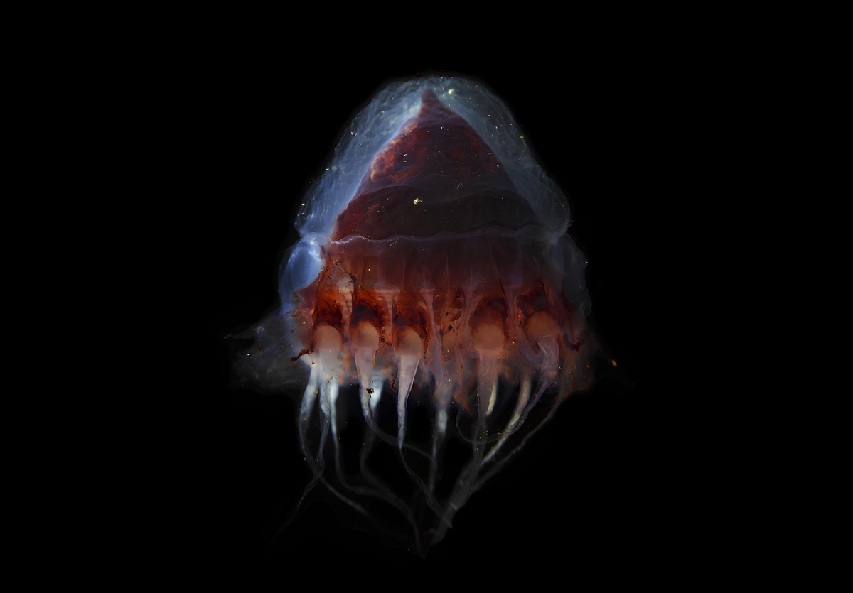 Глубоководная медуза Periphylla. Источник: Андрей Веденин