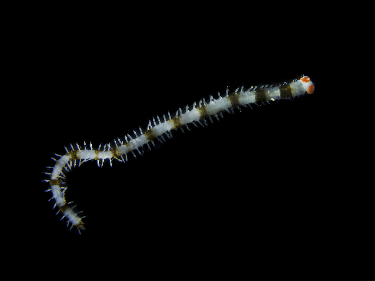 Полихета Vanadis. Источник: Андрей Веденин