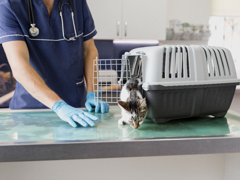     Фото: freepik.com