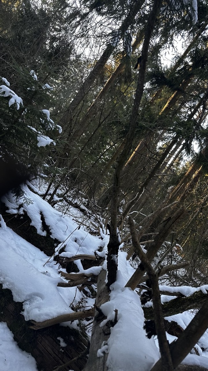 Фото Лиса Лисовская 