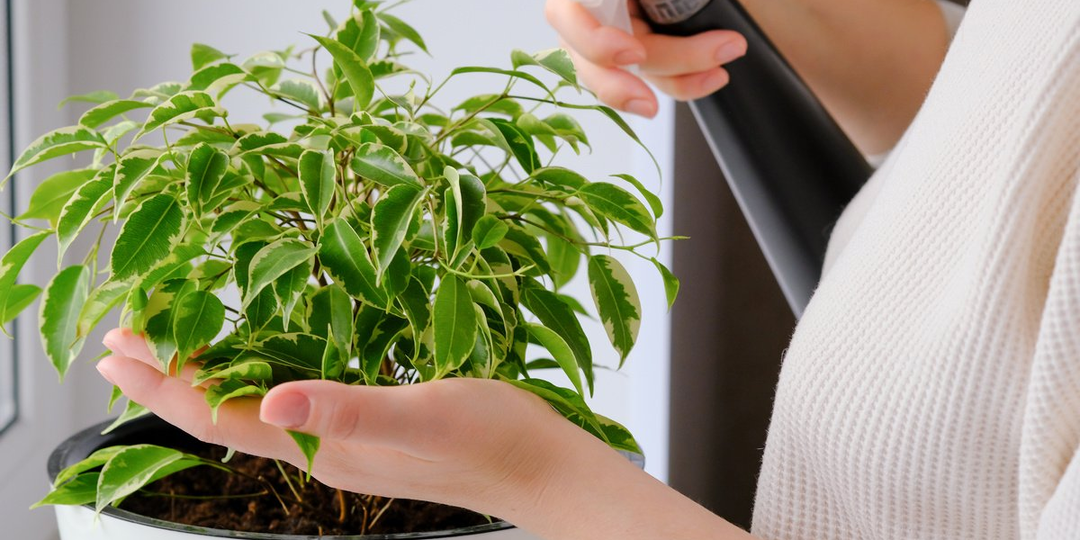 Когда и чем начинать подкармливать комнатные растения весной?