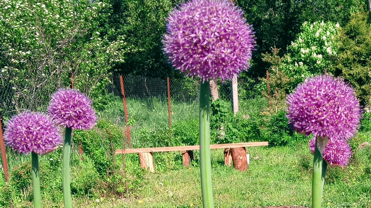 Афлатунский лук цветёт , личное фото автора 🌱