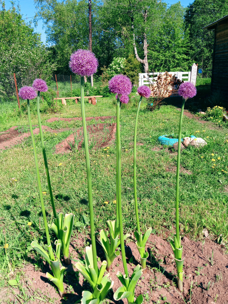 Мой декоративный афлатунский лучок. 