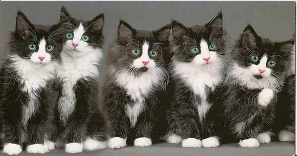 Открытка 2008 г. Keith Kimberlin