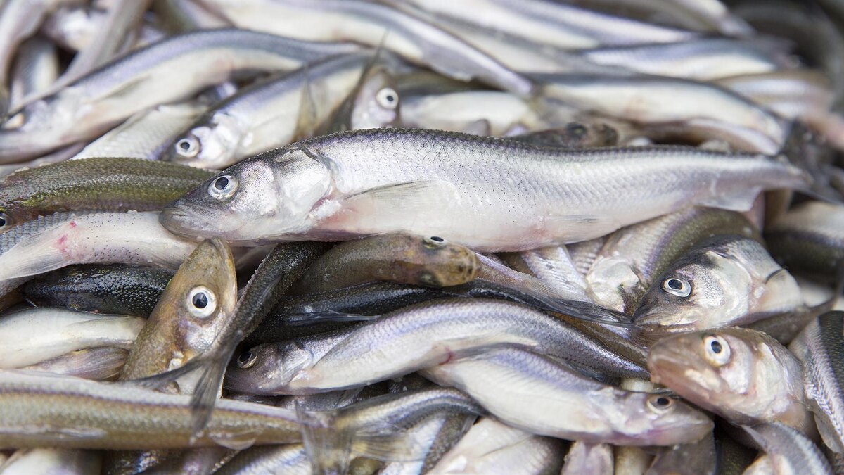    Фото: Aleksey Smyshlyaev/globallookpress.com