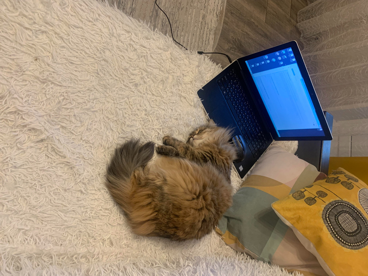 это Муська/Мурка/Машка/Юлька - кому как нравится, для меня просто кошка. Мы с ней работаем из дома - приболели.