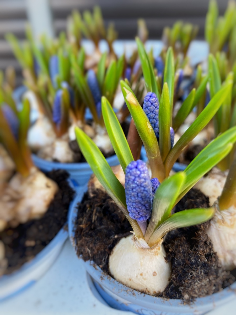 Личное фото. Любимые мои мускари