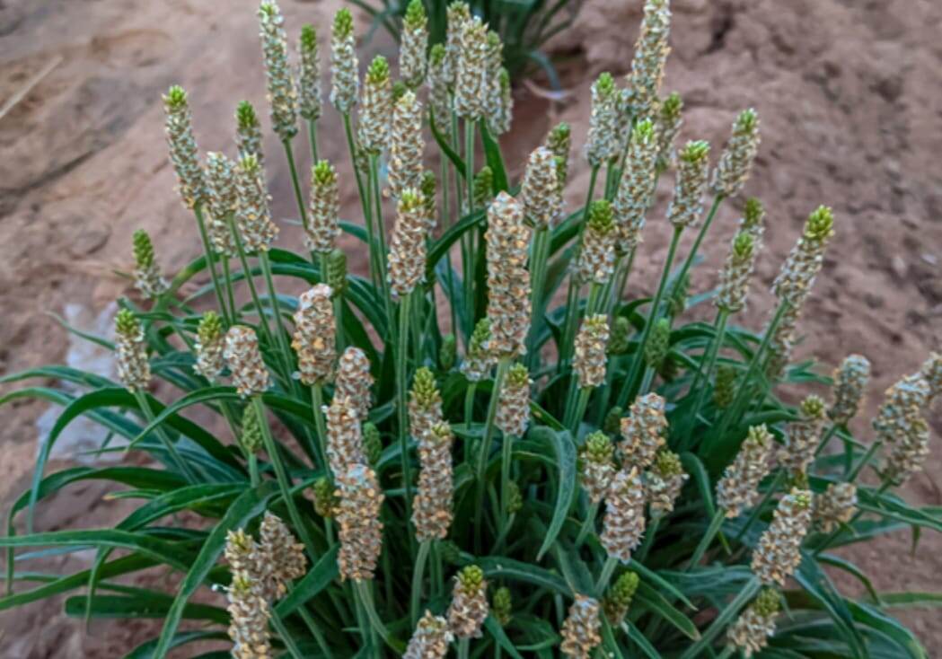 Фото из открытого источника в интерете.