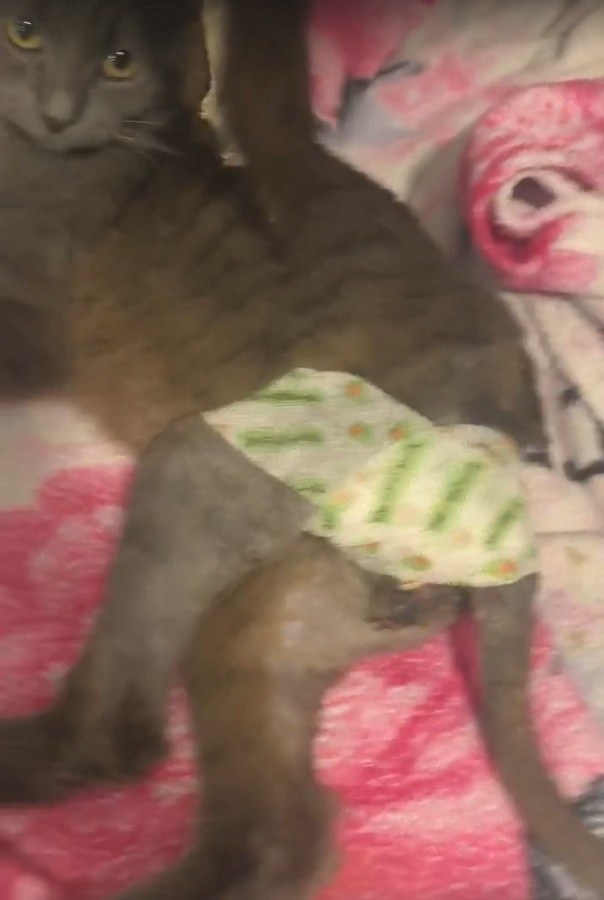 Вот такие трусики сделала, чтобы его страшную рану закрыть