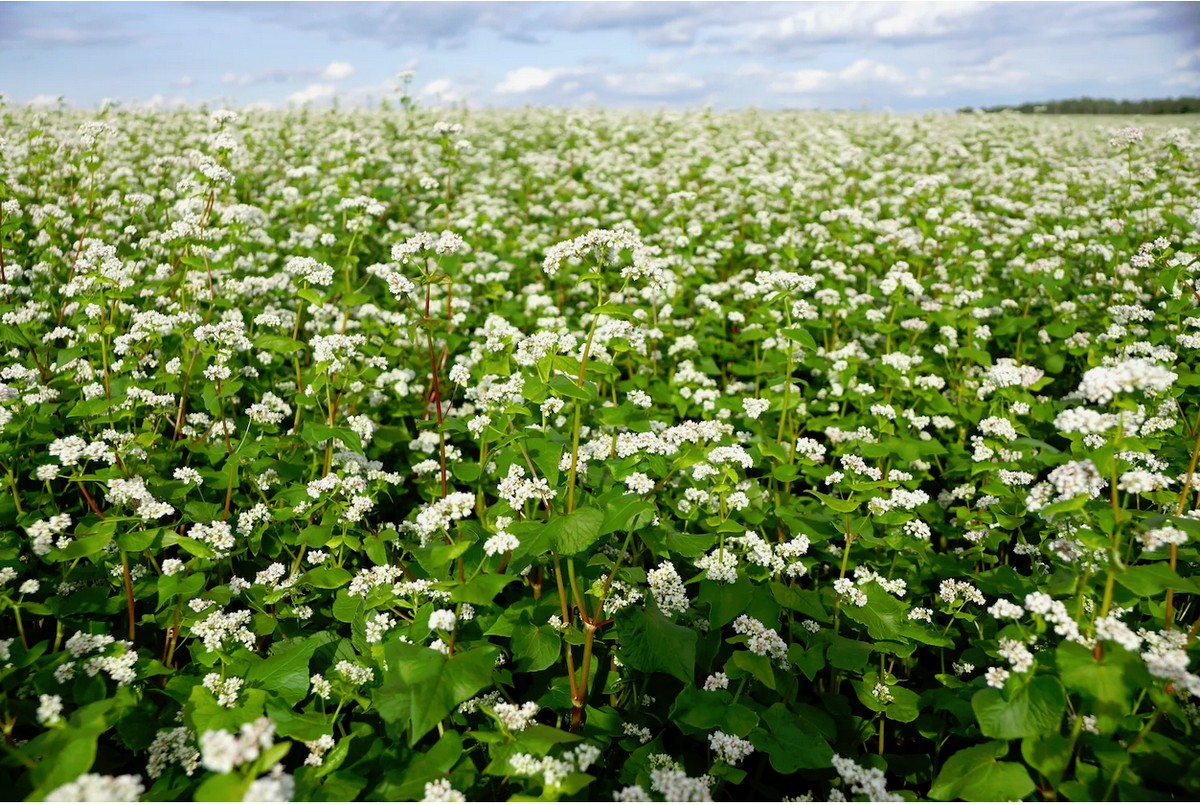 Растение гречиха.