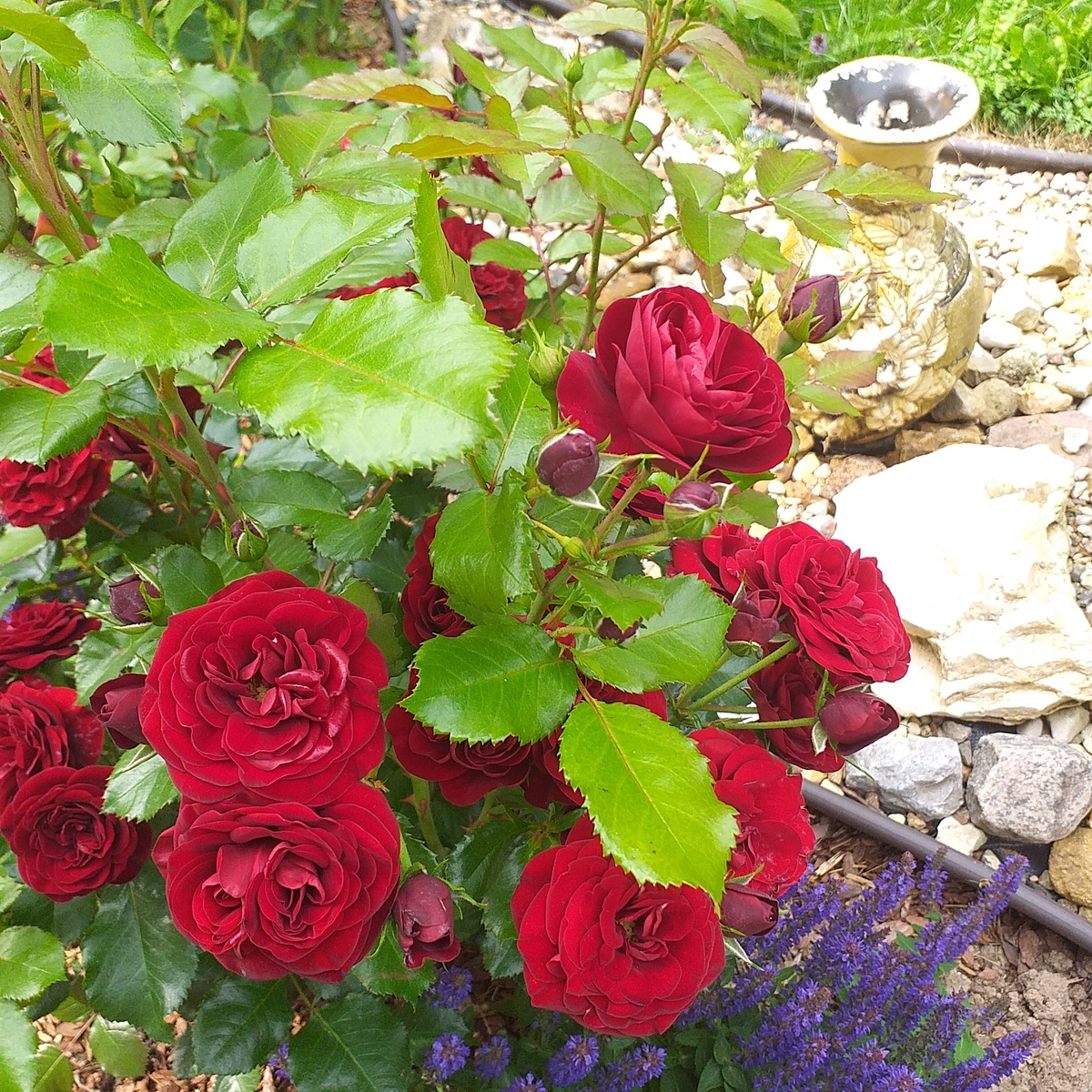 роза Керс де Венди и шалфей дубравный Блю Букетта