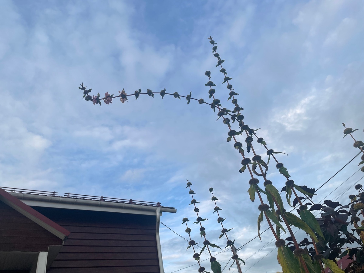 Зопник-переросток