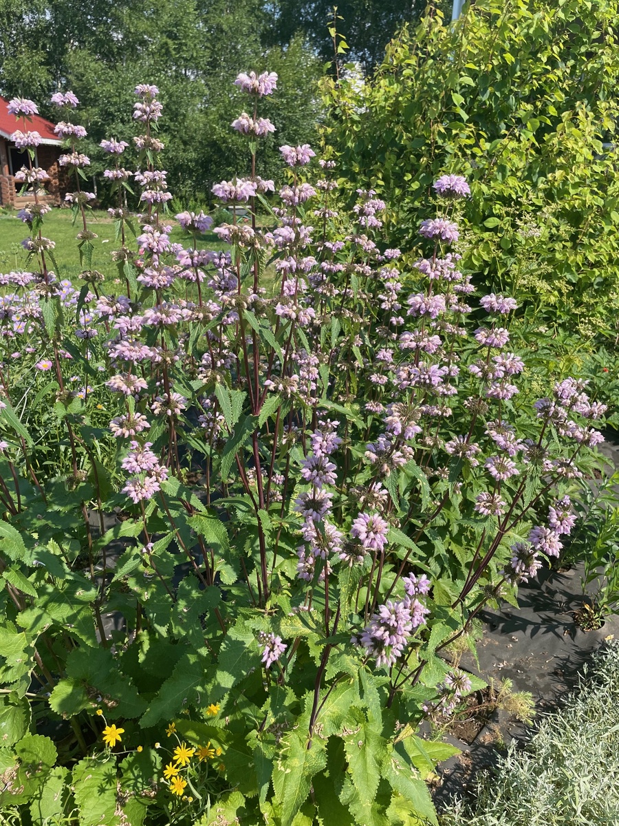 Нормальный зопник