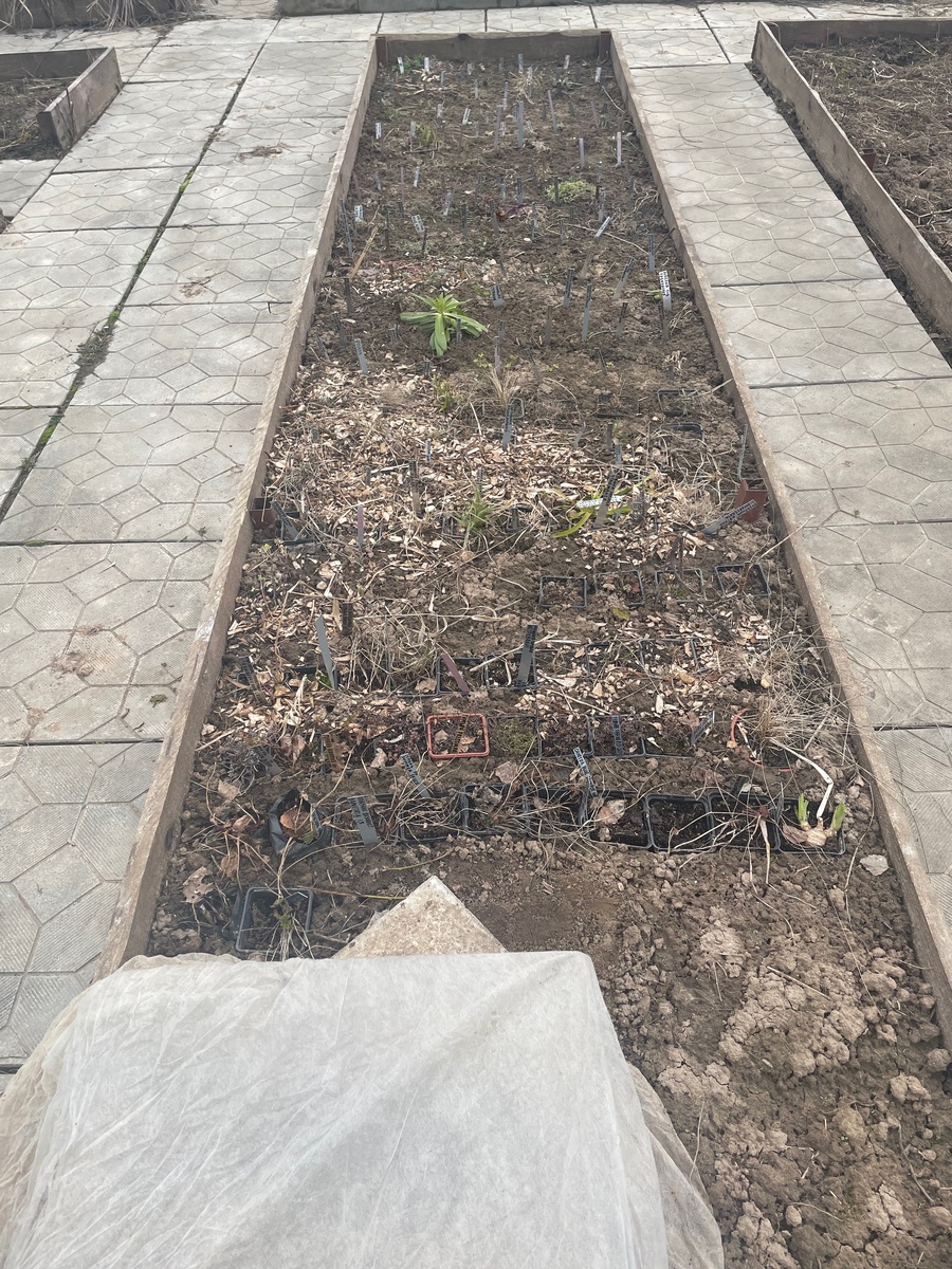 Временные посадки в огороде