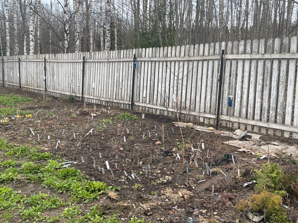 Временные посадки в будущем цветнике