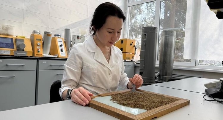    22 тонны семян клевера лугового прошли экспертный надзор