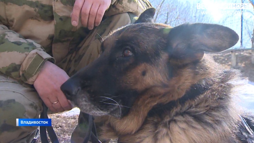 Приморский служебный пёс Жаир предотвратил теракт