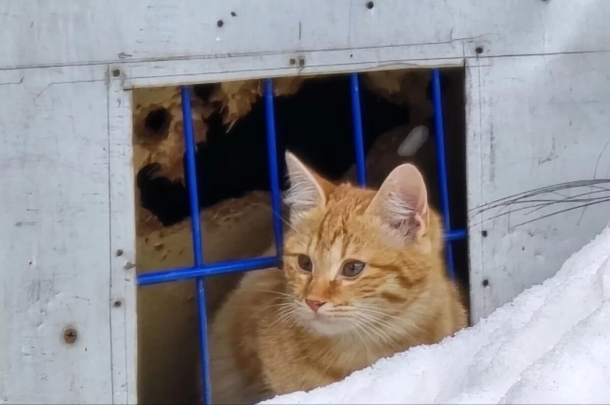    Меркачева: освободившийся мэр забрал с собой из колонии кота