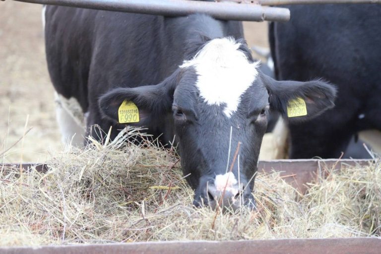    В Оренбургской области продолжается зимовка скота Оренбуржье