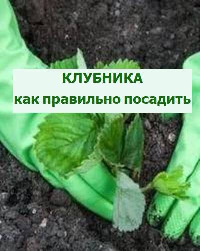 посадка клубники