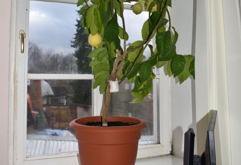 Автор: Первый Тульский, фото Тульское музейное объединение