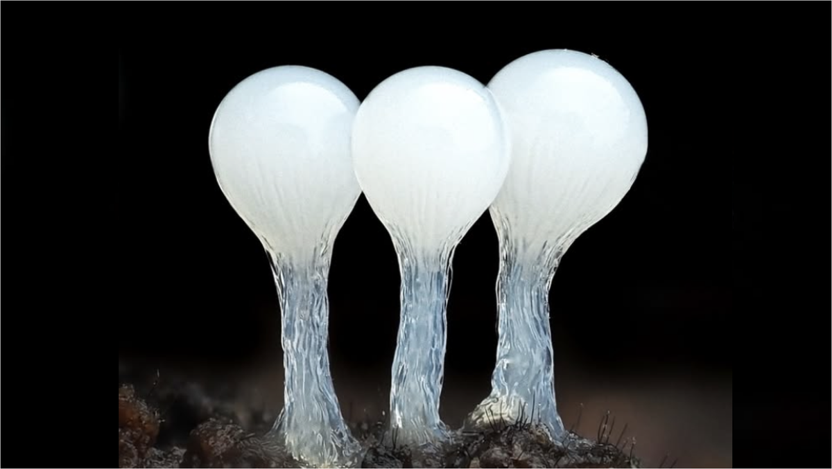 Фото: @cyanesense