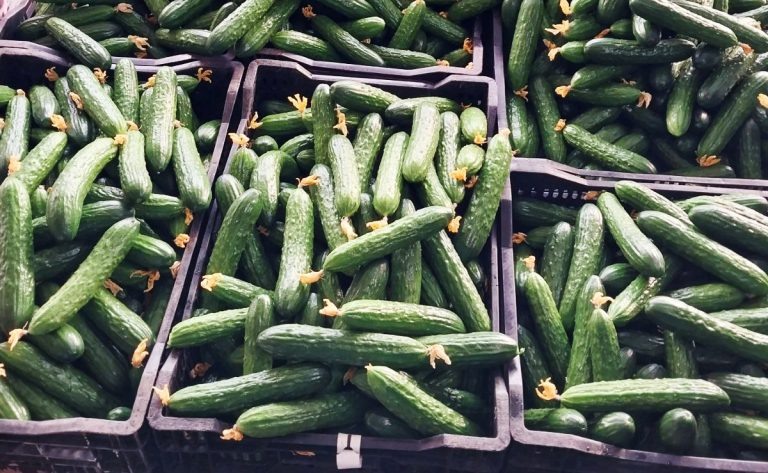    В теплице под Оренбургом начался первый в этом году сбор огурцов Алла Черкесатова