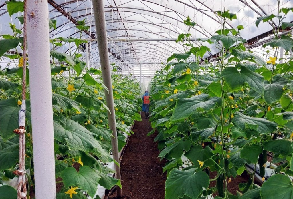    В теплице под Оренбургом начался первый в этом году сбор огурцов Алла Черкесатова