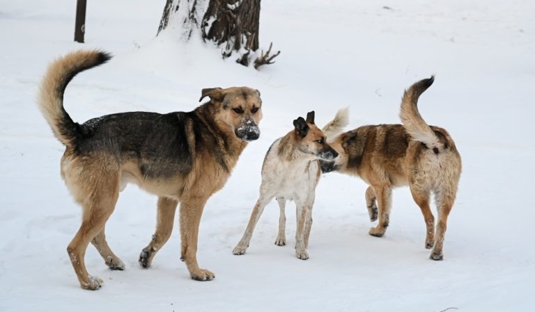    В Орске за три дня собаки покусали восемь человек Оренбуржье