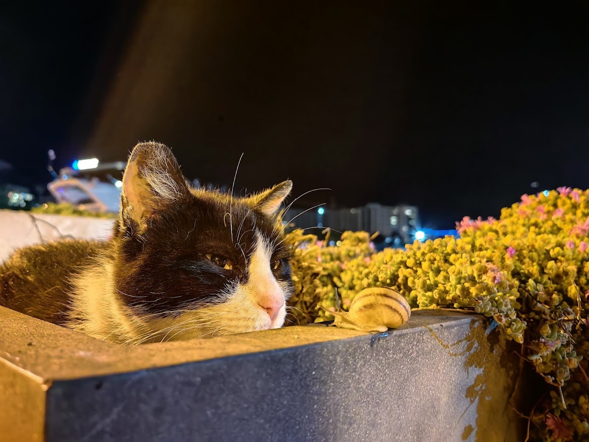 Черногорский котик, глядя на черногорскую улитку, предлагает никуда не спешить... 