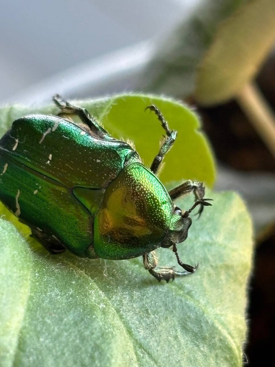 Посадила его на лист герани для фотосессии.