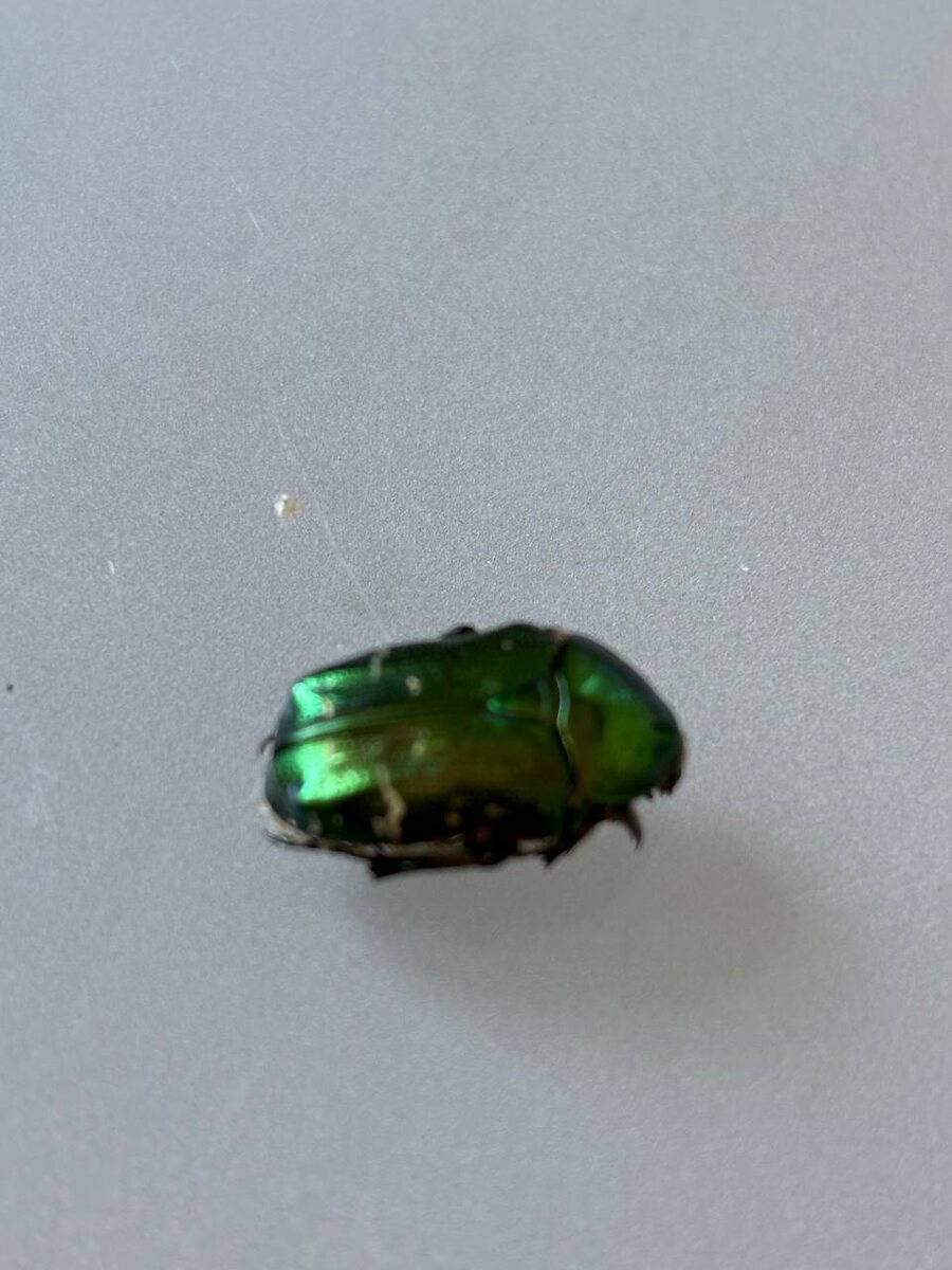 На столе очень не хочет фотографироваться.