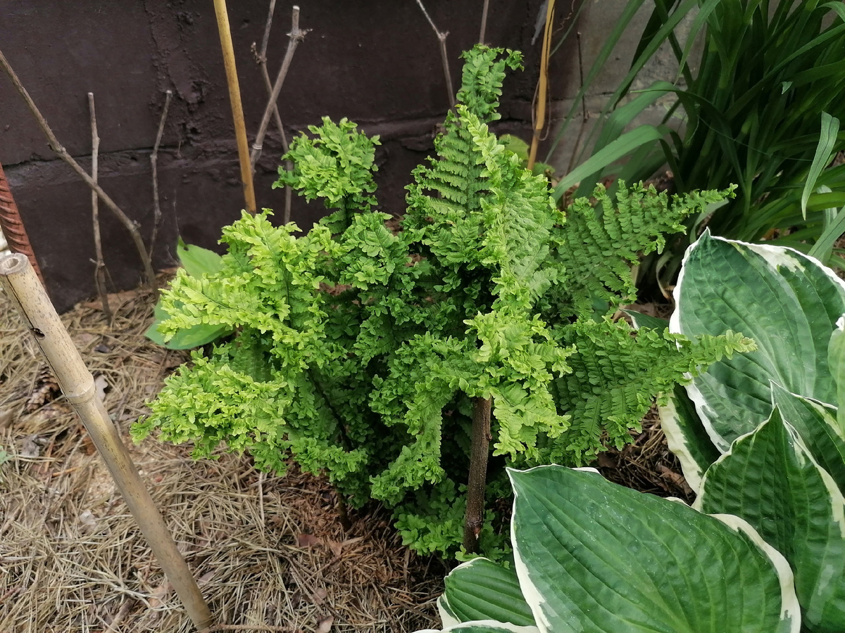 Щитовник мужской 'Криспа Кристата' (Dryopteris fílix-mas Crispa Cristata) в нашем саду на даче. Фото автора@Маша Генералова