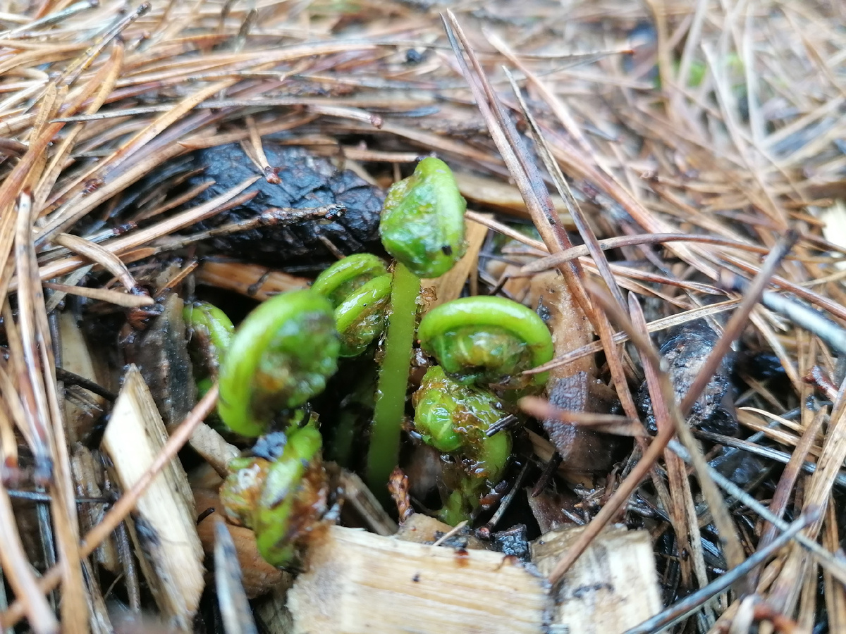 Щитовник мужской 'Криспа Кристата' (Dryopteris fílix-mas Crispa Cristata) в нашем саду в мае. Фото автора@Маша Генералова