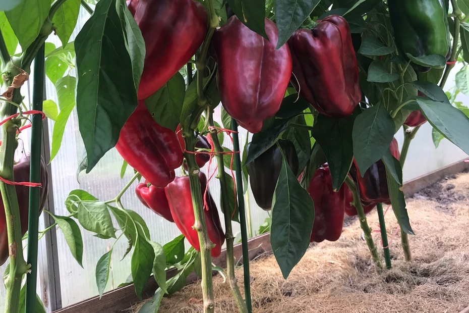 «Испанский Бык»