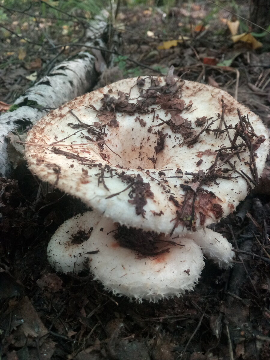 Автор фото  prosperous