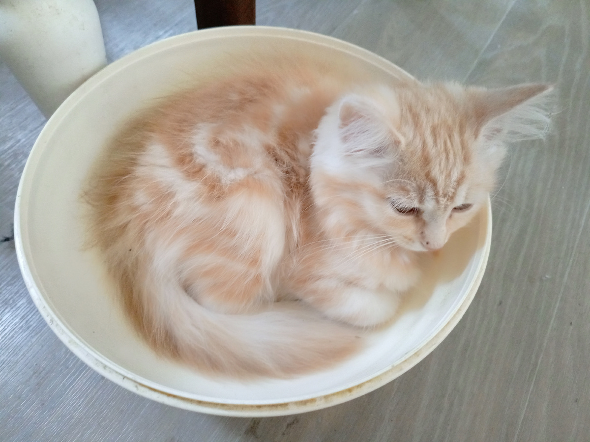 кот Аукс(еще маленький)-из личного архива