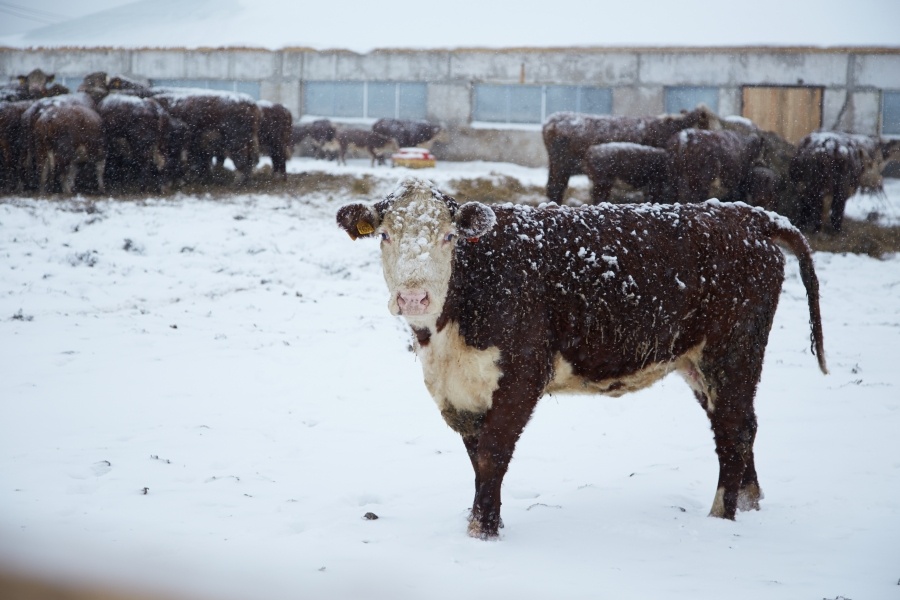 Фото Дмитрия Осинина