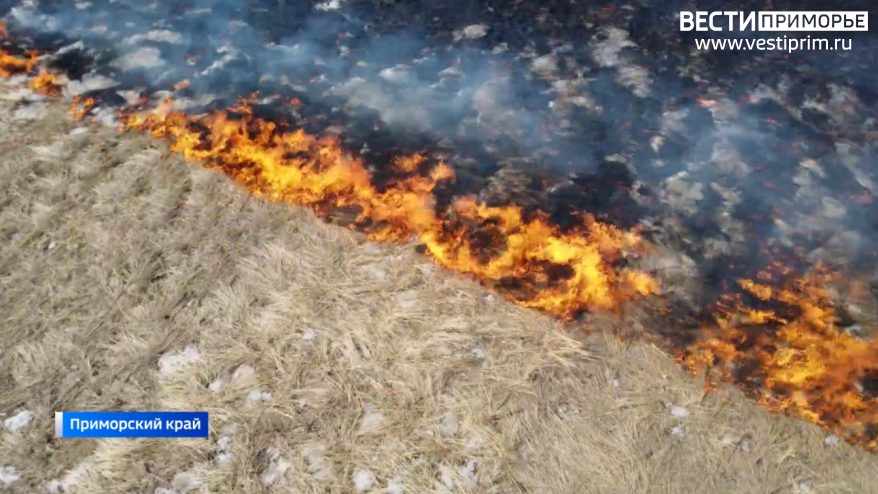 В Приморье площадь природных пожаров выросла за сутки почти в два раза и достигла 900 гектаров