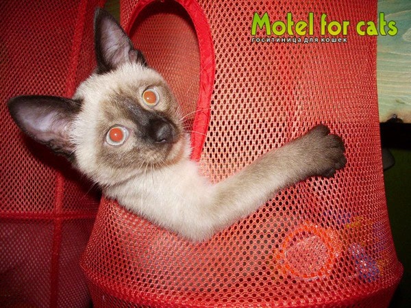 Motelforcats.Samara