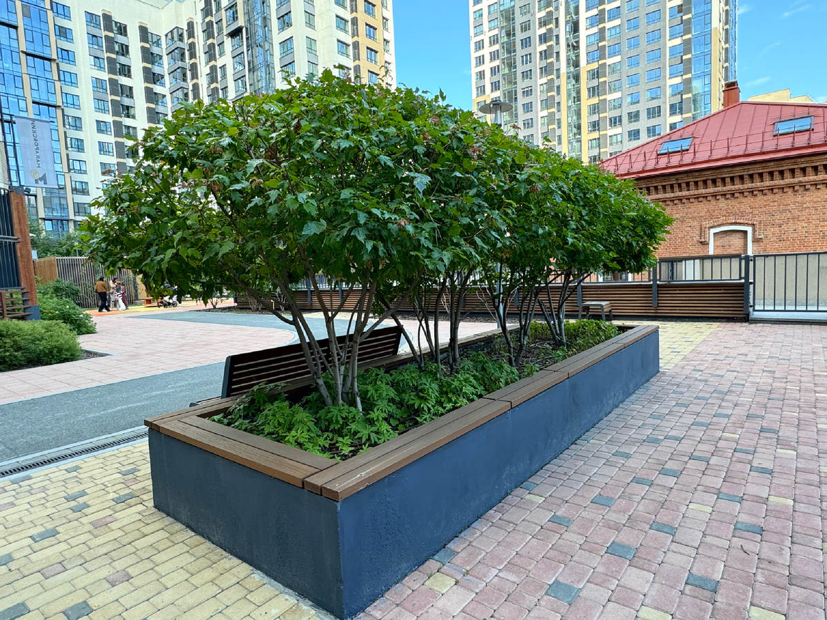 Клен Гиннала