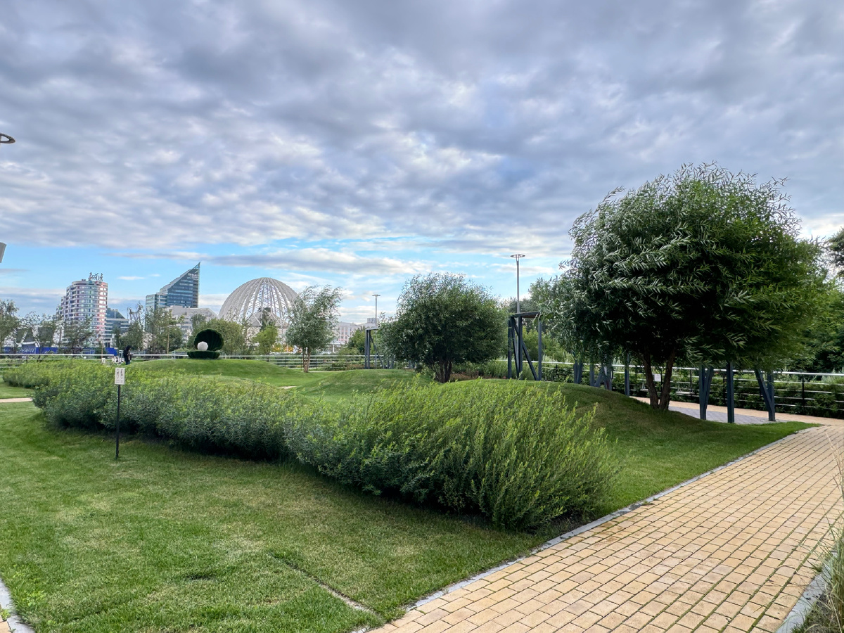 Ива ломкая "Буллата" Ива "Маяк-2" ("Фейерверк")