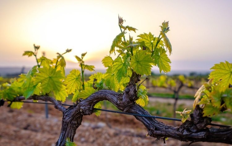    Прогностические модели и биостимуляторы работают для сокращения использования пестицидов в виноградниках