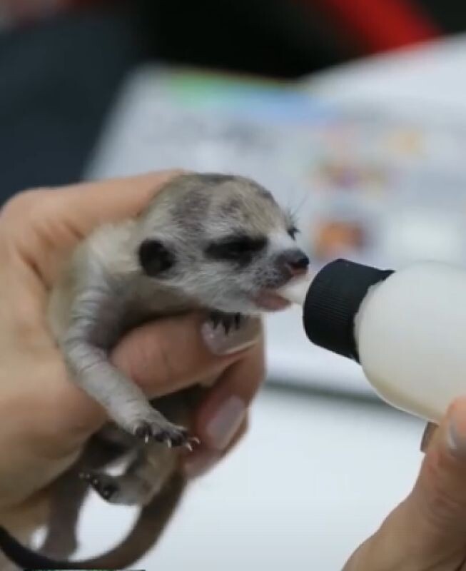 Фото: зоопарк Баба Фрося
