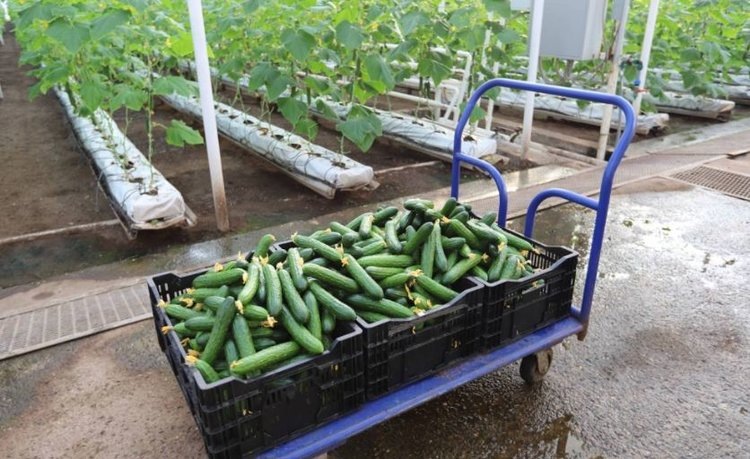    Энтомофаги в одной из главных теплиц Оренбуржья помогают с защитой огурцов