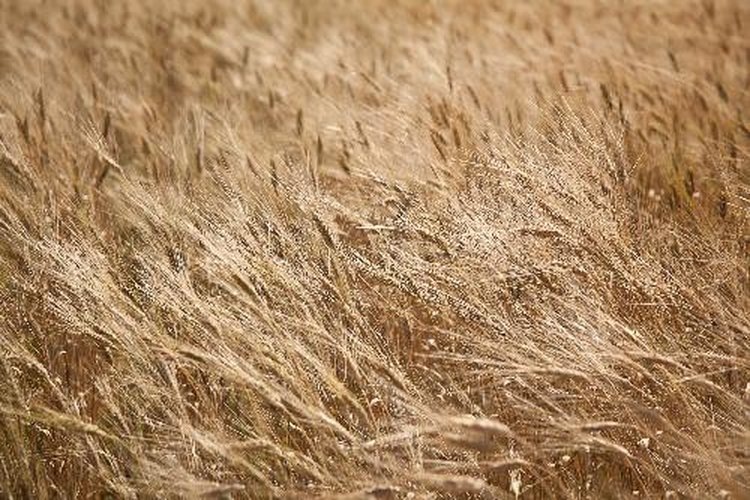    Волгоградская область модернизирует мукомольные и крупяные производства