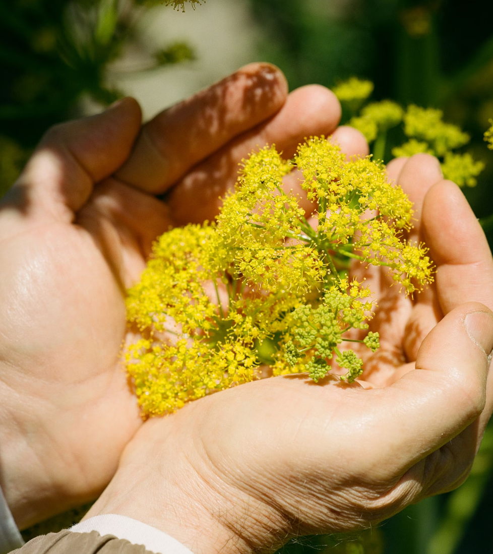 Профессор Махмут Миски собирает горсть цветущей Ferula drudeana возле горы Хасан в центральной Турции. Ученый-фитотерапевт считает, что этот вид является сильфионом, любимым древними греками и римлянами и считавшимся вымершим.